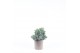 Juniperus squamata blue star 