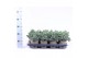 Juniperus squamata blue star 