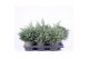 Chamaecyparis pisifera baby blue 