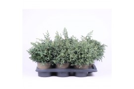 Chamaecyparis pisifera baby blue
