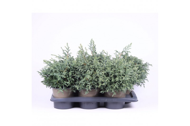 Chamaecyparis pisifera baby blue 
