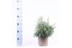 Chamaecyparis pisifera baby blue 