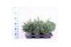 Chamaecyparis pisifera baby blue 