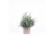 Chamaecyparis pisifera baby blue 