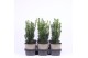 Taxus media hillii 