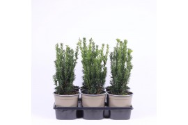 Taxus media hillii