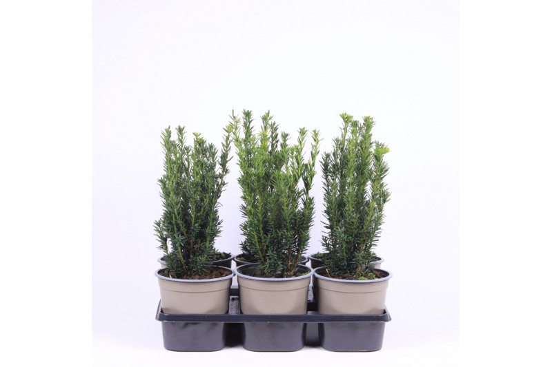 Taxus media hillii 