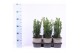 Taxus media hillii 