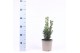 Taxus media hillii 