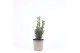 Taxus media hillii 