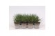 Pinus mugo mughus 