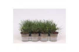 Pinus mugo mughus