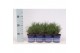 Pinus mugo mughus 