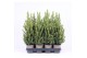 Picea glauca conica 