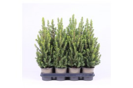 Picea glauca conica