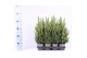 Picea glauca conica 