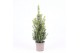 Picea glauca conica 