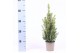 Picea glauca conica 