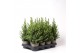 Picea glauca conica 