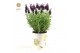 Lavandula stoechas anouk in cup bee 