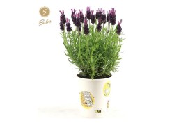 Lavandula stoechas anouk in cup bee