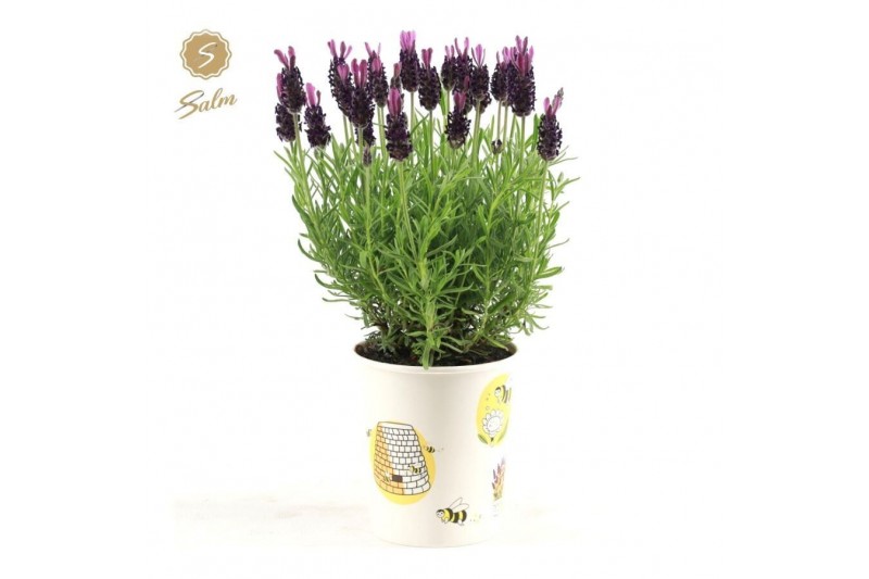 Lavandula stoechas anouk in cup bee 