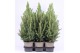 Picea glauca conica 
