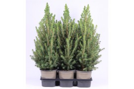 Picea glauca conica