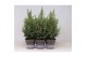 Picea glauca conica 