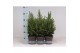 Picea glauca conica 