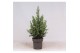 Picea glauca conica 