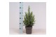 Picea glauca conica 