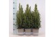 Picea glauca conica 