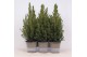 Picea glauca conica 