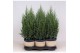 Juniperus chinensis stricta in mand jelle kleuren mix 