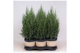 Juniperus chinensis stricta in mand jelle kleuren mix
