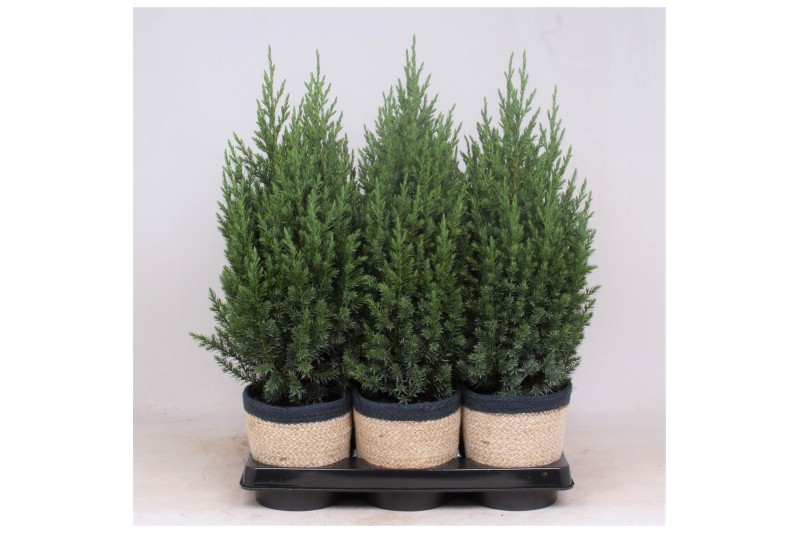 Juniperus chinensis stricta in mand jelle kleuren mix 