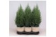Juniperus chinensis stricta in mand jelle kleuren mix 