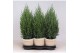 Juniperus chinensis stricta in mand jelle kleuren mix 