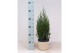 Juniperus chinensis stricta in mand jelle kleuren mix 