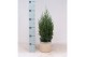 Juniperus chinensis stricta in mand jelle kleuren mix 