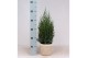 Juniperus chinensis stricta in mand jelle kleuren mix 