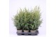 Juniperus communis hibernica 