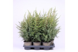 Juniperus communis hibernica