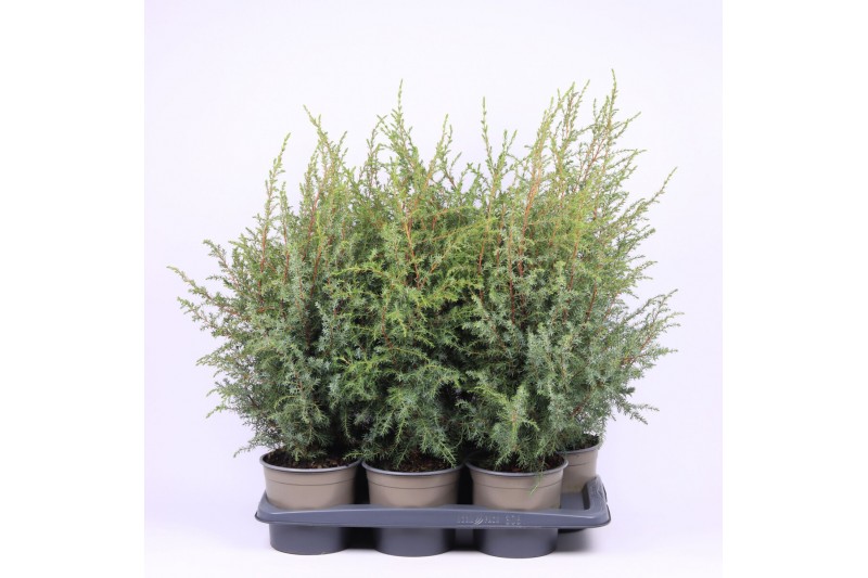 Juniperus communis hibernica 