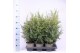 Juniperus communis hibernica 