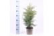Juniperus communis hibernica 