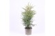 Juniperus communis hibernica 