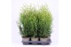 Thuja occ. brabant 