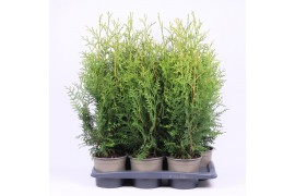 Thuja occ. brabant